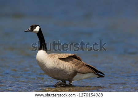 Canada Goose (Branta canadensis), Yellowstone National Park, Idaho, Montana and Wyoming, USA.