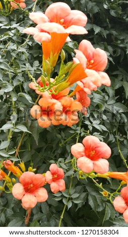 orange-colored green-leaved flowers
