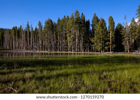 Pond in Yellowstone National Park, Idaho, Montana and Wyoming, USA.
