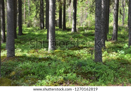 Old spruce wood forest with blueberry bushes in Finland. Spruce/Fir grows in the cold climate zone. Timber is a major export of Finland which can be used for construction and other industries. Royalty-Free Stock Photo #1270162819