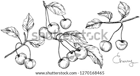 Vector Cherry fruit. Leaf plant botanical garden floral foliage. Black and white engraved ink art. Isolated berry illustration element on white background.