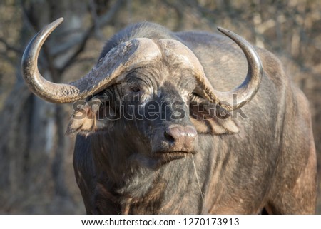 Grumpy and old trophy Cape buffalo bull staring away from viewer.
