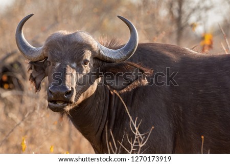 Portrait of young Cape buffalo cow chewing on grass.