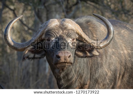 Trophy Cape buffalo bull staring at viewer.