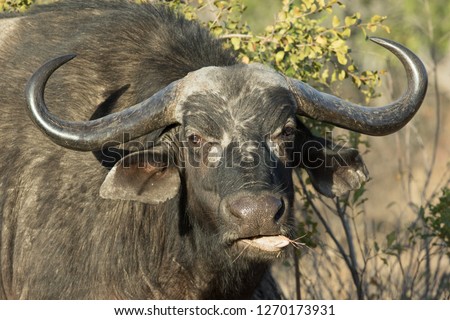 Portrait of old Cape buffalo cow chewing on grass.