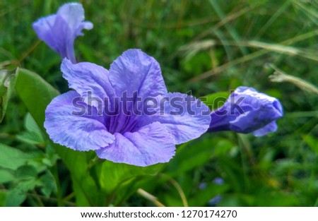 Purple flower on wild nature