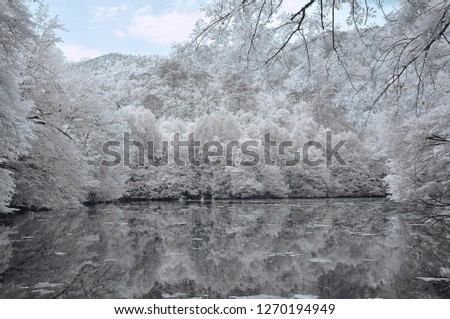 infrared photo tree amazing nature lake with reflection