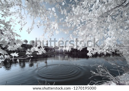 infrared photo tree amazing nature lake with reflection water circles
