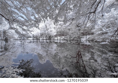 infrared photo tree amazing nature lake with reflection