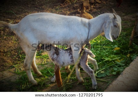 Goat Feeding Her Baby. The picture is captured on village. love for animals to each other mother child Goat feeds her baby     