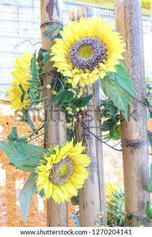 sunflowers close up in a garden, floral decor