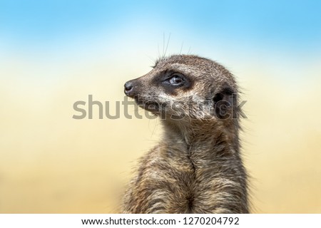 The meerkat or suricate is a small carnivoran belonging to the mongoose family. Meerkats live in Botswana,   Namibia and southwestern Angola, and in South Africa.
