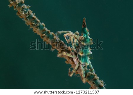 Wire Coral Crabs (Xenocarcinus tuberculatus). Picture was taken near Island Bangka in North Sulawesi, Indonesia