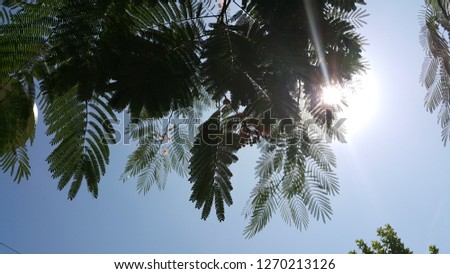 green leaves in tree branches