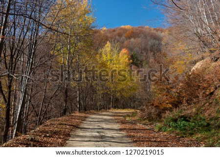 Colorful autumn road through cerna mountains,romania