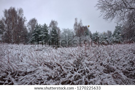 colorful Frozen winter forest and shrubs with snow covered trees.