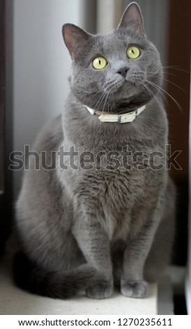 Portrait of adult gray domestic cat. She is sitting and watching around. She has a white collar on her neck.