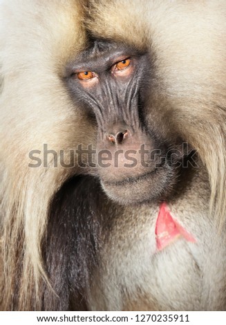 Close up of an adult Gelada monkey (Theropithecus gelada), Simien mountains national park, Ethiopia.