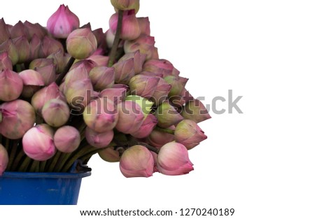 Many lotus flowers, white background images