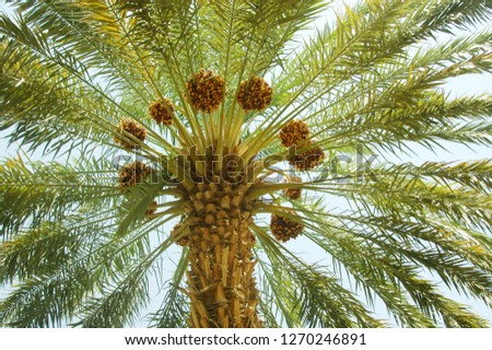 Brown & yellow date between the palm tree leafs Royalty-Free Stock Photo #1270246891