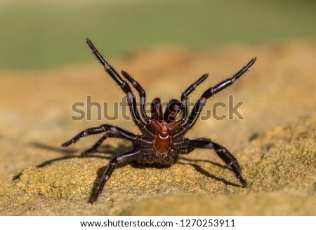 Sydney Funnel Web Spider Royalty-Free Stock Photo #1270253911
