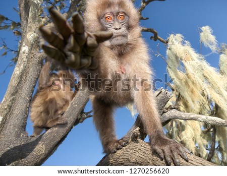 Close up of a curious baby Gelada monkey in summer, Simien mountains, Ethiopia.