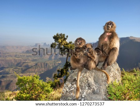 Close up of a female Gelada monkey with babies sitting on a rock in Simien mountains, Ethiopia.