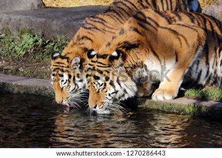 Two tigers drink water from the river