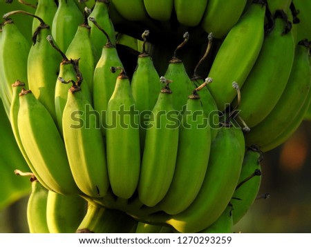 Green banana fruit Royalty-Free Stock Photo #1270293259