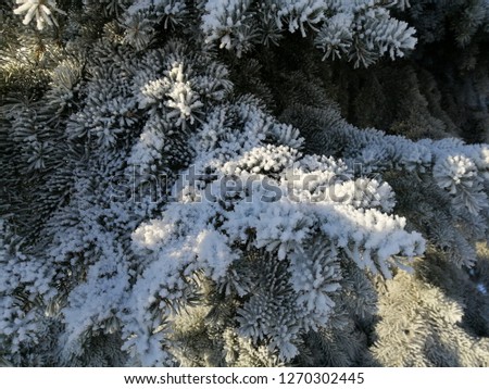 White frost on a branch of the Christmas tree. Abstract background.