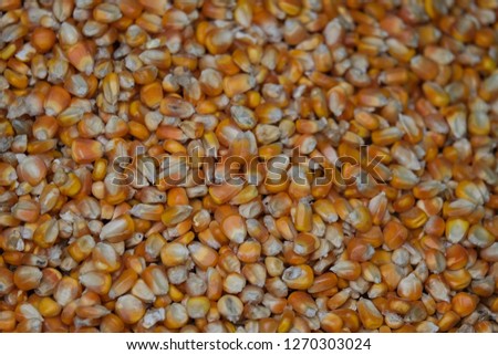 Corn bean seed. Royalty high-quality free stock image heap of yellow corn beans seed, corn background with copy space. Yellow corn beans is very nutritious