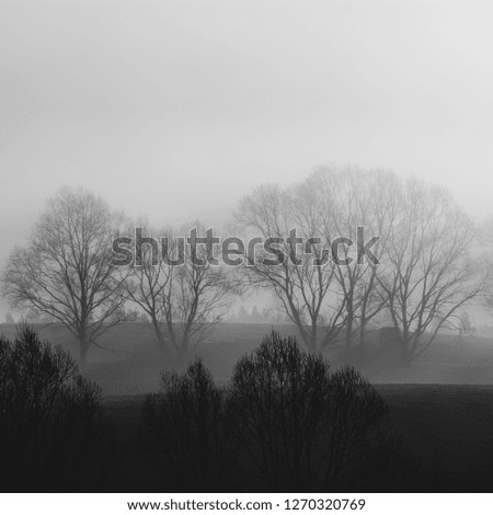 Black and white view on the foggy morning