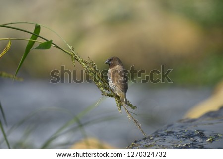 A small bird standing on a reed. At Taichung city, Taiwan.In December 2018.
