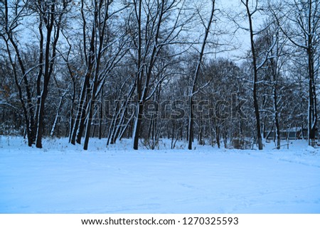 Views of the fabulous snow in the winter forest
