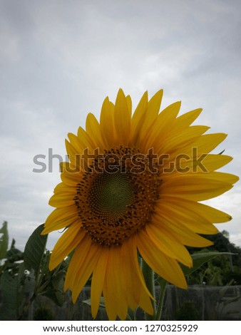 Organic sunflower on the background of clear sky.