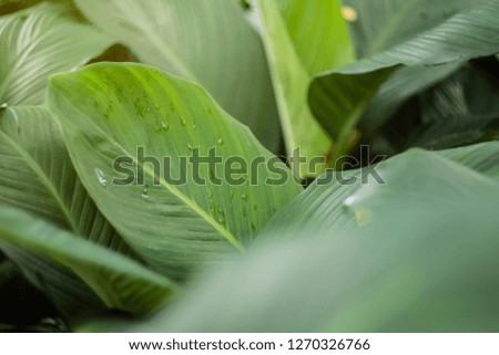 Natural green background, View of green leaf  blurred background. Close-up of tropical leaves with copy space.