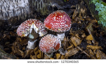 Three mushrooms on the background of old leaves