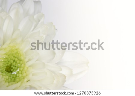 
Fresh white chrysanthemum