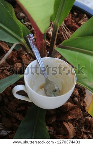 A cup of coffee mug placed in a pot of Philodendron trees