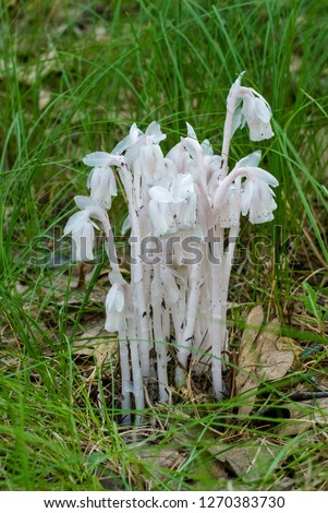 Indian pipe (Monotropa uniflora), a saprophytic wildflower that has no chlorophyll and thus does not make sugar and starch through photosynthesis. Royalty-Free Stock Photo #1270383730