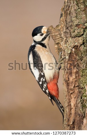 The woodpecker on tree (Dendrocopos major)
