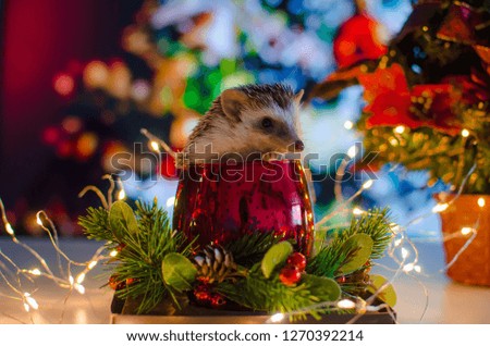 Cute hedgehog in a cup with Christmas lights. Colorful bokeh background.