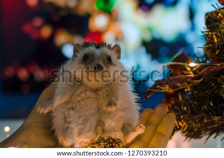 Hedgehog on a hand with Christmas lights in the background