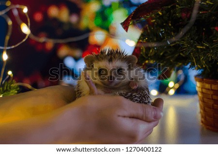 hedgehog held by a hand with christmas lights