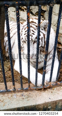 Tiger albino-life in a cage
