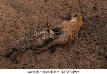 Baby hyenas feeding from their mother