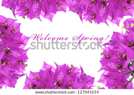 some bougainvillea flowers forming a frame and the sentence welcome spring written on a white background
