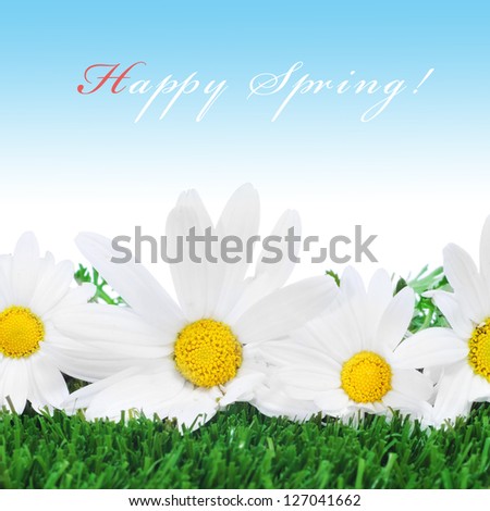 some oxeye daisies on the grass and the sentence happy spring