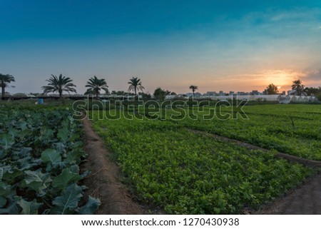 Bahrain farm lands, seef Royalty-Free Stock Photo #1270430938