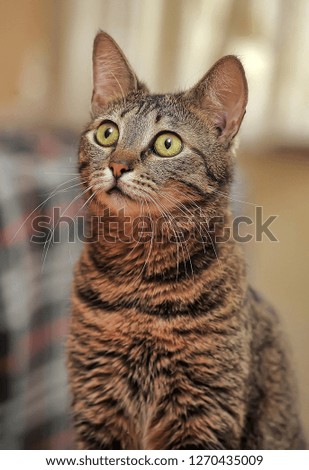 beautiful domestic tabby cat portrait